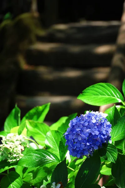 Mavi Ortanca Çiçekleri Eski Bir Japon Kasabasının Sokak Köşesinde Çiçek — Stok fotoğraf