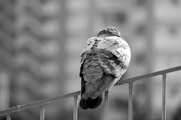 Back Pigeon Railing Stairs Inflates Its Wings Withstands Cold Winter — Stock Photo, Image