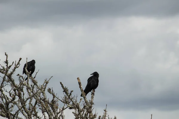 Wild crows perching on withered trees in the wilderness
