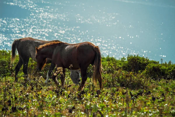 Zwei Pferde Weiden Auf Einer Weide Auf Einem Hügel Mit — Stockfoto