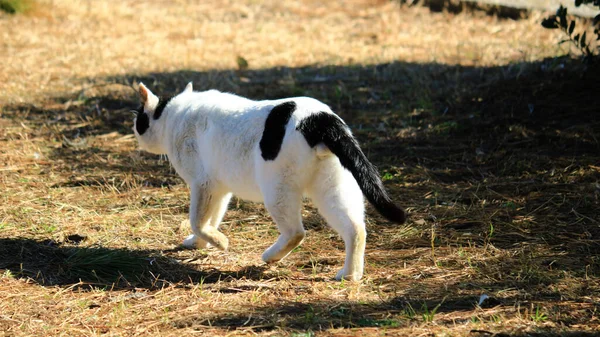 Back View Stray Cat Walking Grass Winter Park — 스톡 사진