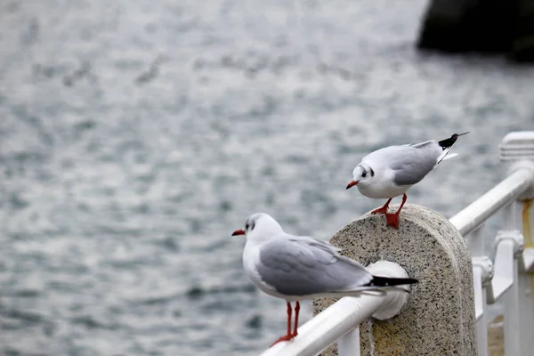 Ein Paar Möwen Die Auf Das Meer Starren Und Möwen — Stockfoto