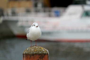 Rıhtımdaki demirleme direğinde uykuya dalmak üzere olan bir martı.