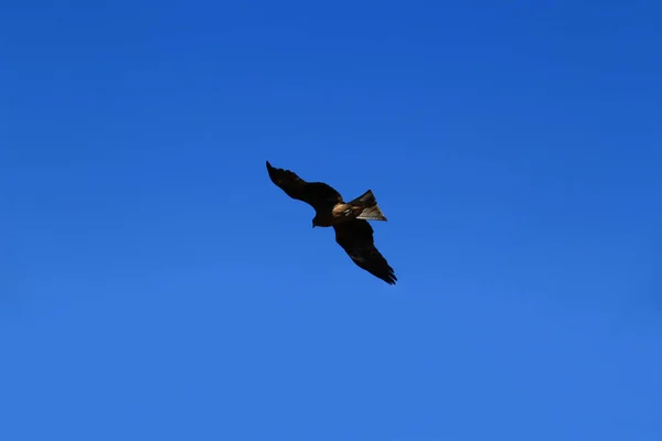Black Kite Flying Freely Blue Sky — Fotografia de Stock