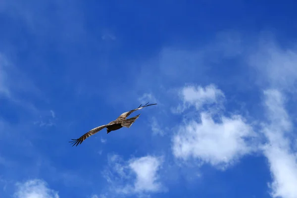 Black Kite Flying Freely Blue Sky — Fotografia de Stock