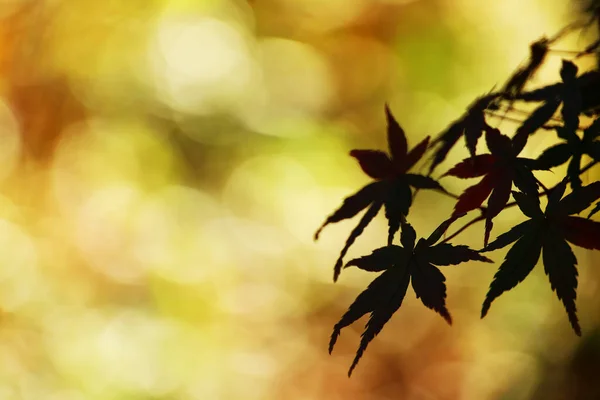 Close Photo Maple Leaf Silhouetted Light Autumn Sunset — Photo