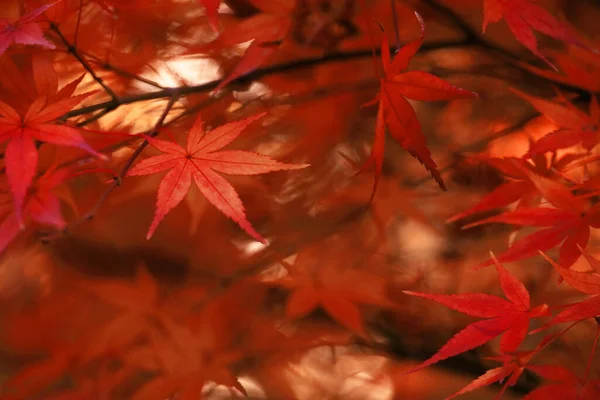 Close Photo Japanese Maple Leaves Shining Beautifully Red — Zdjęcie stockowe