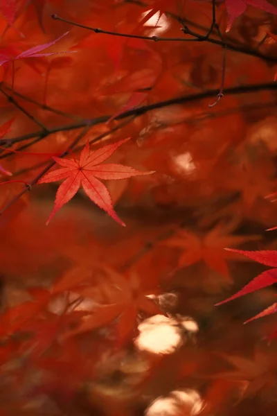 Close Photo Japanese Maple Leaves Shining Beautifully Red — Stockfoto