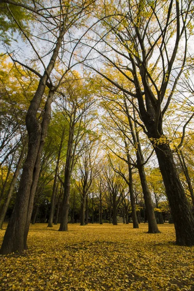 Осенний Парк Ёёги Покрыт Желтыми Опавшими Листьями Выложенными Рощами Гинкго — стоковое фото