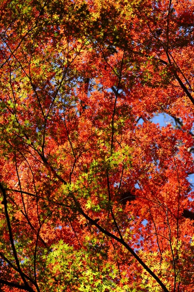 Photograph Forest Canopy Colored Autumn Leaves Background Material — Photo