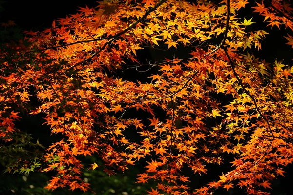 Background material photo of Japanese maple with autumn leaves shining in the autumn sunlight