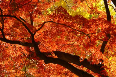 A photograph of a forest canopy colored with autumn leaves as a background material