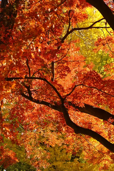 Фотография Лесного Навеса Окрашенного Осенними Листьями Качестве Фонового Материала — стоковое фото