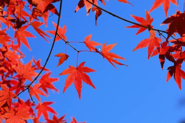 Autumn clear blue sky and red Japanese maple leaves