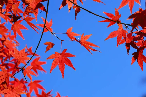 Autumn clear blue sky and red Japanese maple leaves