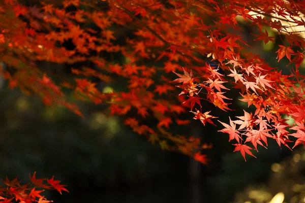 Background material photo of Japanese maple with autumn leaves shining in the autumn sunlight