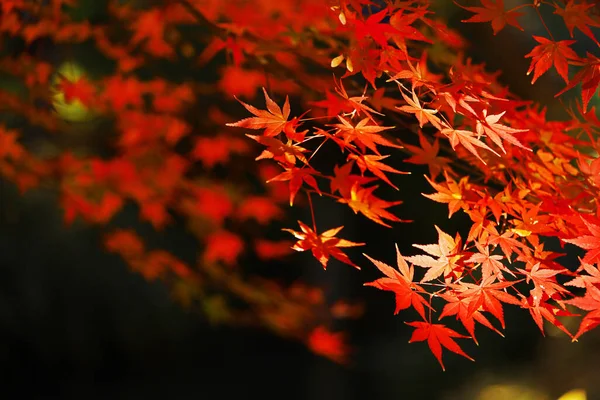 Background material photo of Japanese maple with autumn leaves shining in the autumn sunlight
