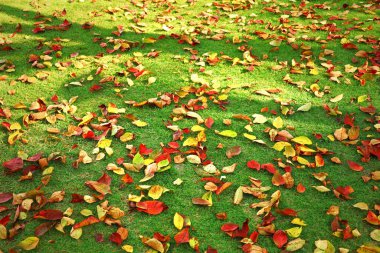 Sarı ve kırmızı dökülen yapraklar ve yeşil çimenler canlı sonbahar arkaplan fotoğrafları.