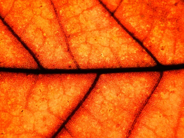 Orange blad — Stockfoto