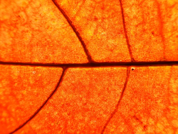 Folha de laranja — Fotografia de Stock