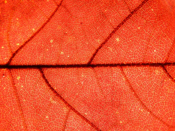Czerwony lisc — Zdjęcie stockowe