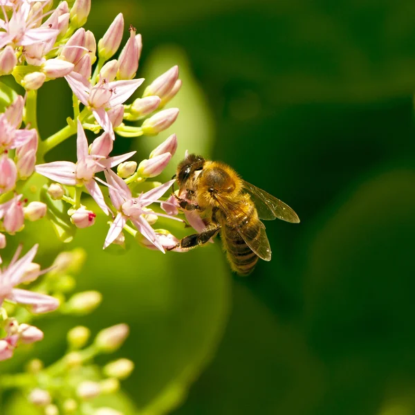 Bee arbetar på gul blomma Stockfoto