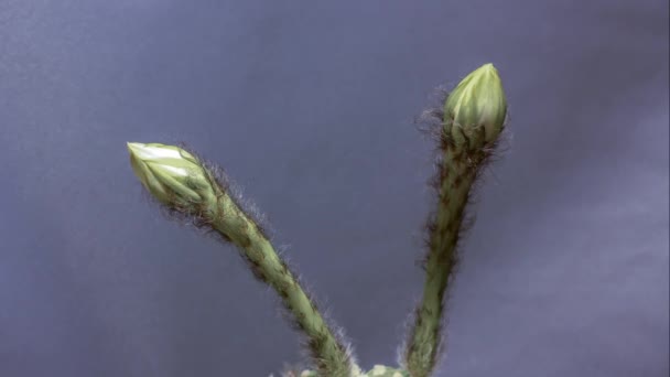 Cactus en lapso de tiempo — Vídeos de Stock