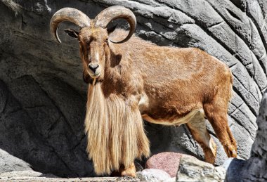 Steinbock (lat. Oğlak takımyıldızında bulunur)