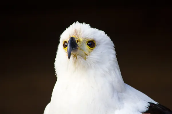 Adler aus nächster Nähe — Stockfoto