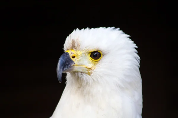 Adler aus nächster Nähe — Stockfoto