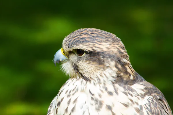 Adler aus nächster Nähe — Stockfoto