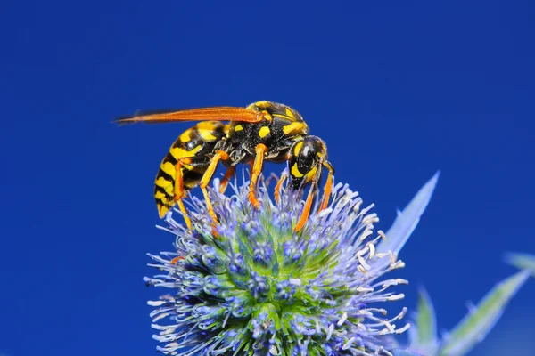 Wasp on Thistles — Stock Photo, Image