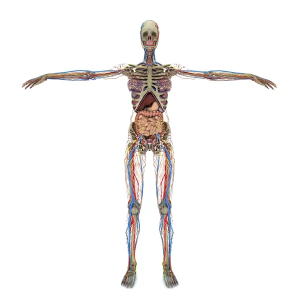 Anatomia feminina precisa — Fotografia de Stock