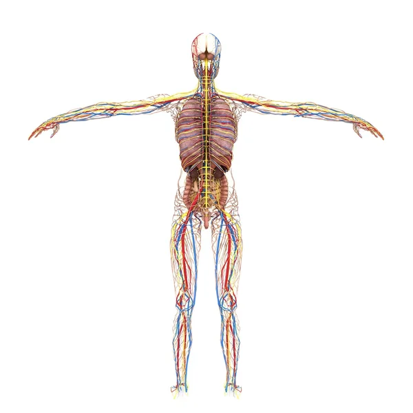 Genaue weibliche Anatomie — Stockfoto