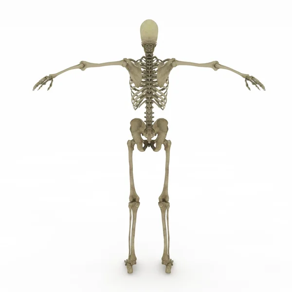 Weibliche Anatomie nur Skelett — Stockfoto