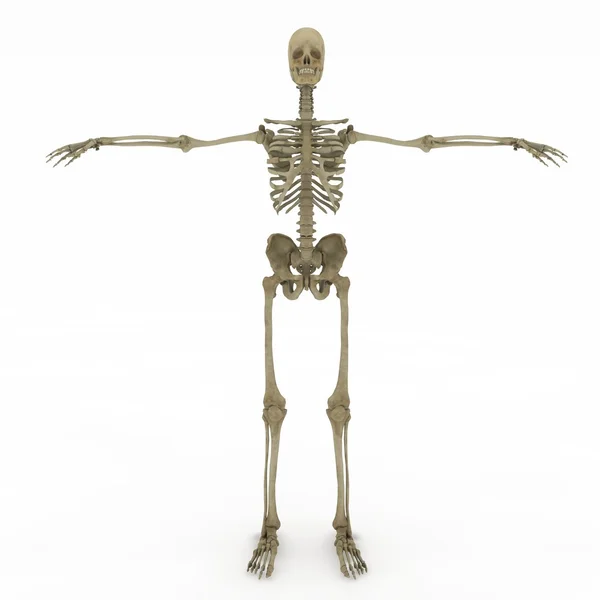 女性の解剖学の唯一の骨格 ストックフォト