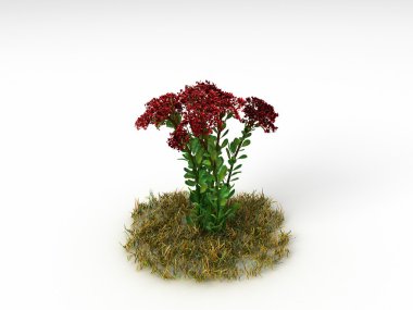 Hylotelephium spectabile