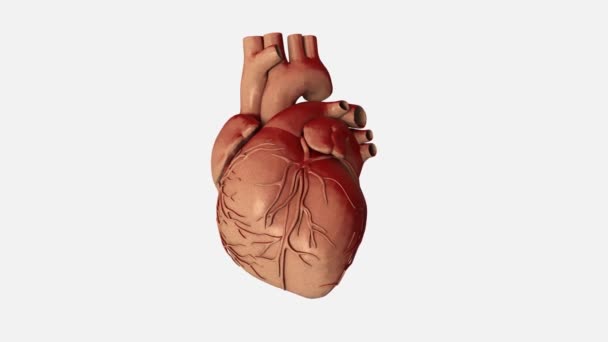 Rotating heart — Stock Video