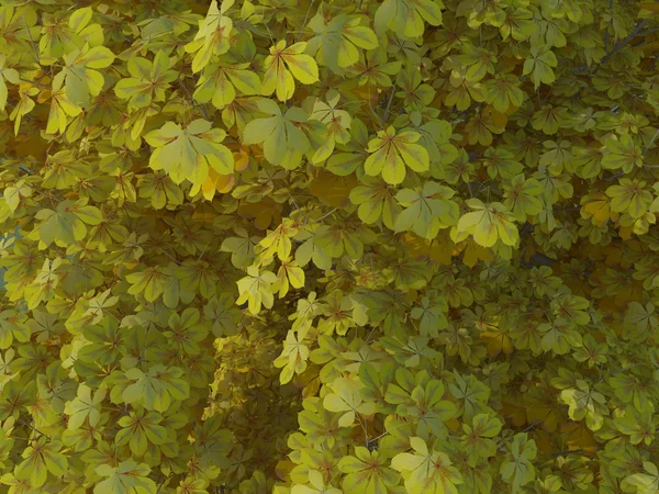 Aesculus hippocastanum jaro — Stock fotografie