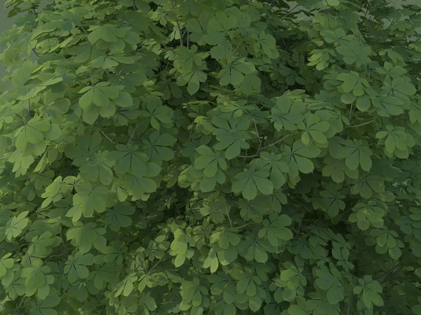 Aesculus hippocastanum Verano — Foto de Stock