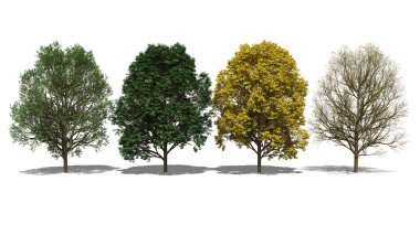 Acer pseudoplatanus (dört mevsim)