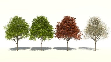 Acer saccharum (dört mevsim)