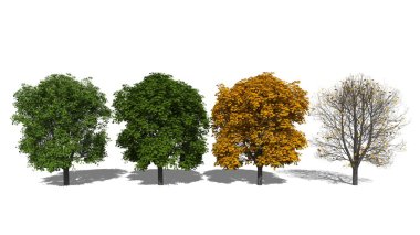 aesculus hippocastanum (dört mevsim)