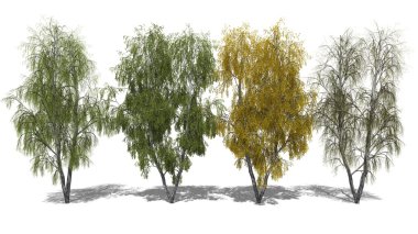 Betula pendula (dört mevsim)