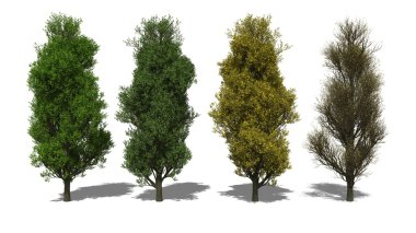 Quercus robur 