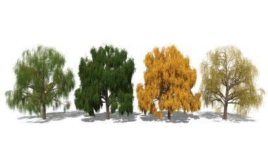 Salix alba 'tristis' (dört mevsim)