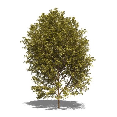 Acer negundo (Sonbahar)