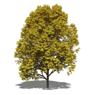 Acer pseudoplatanus (Sonbahar)
