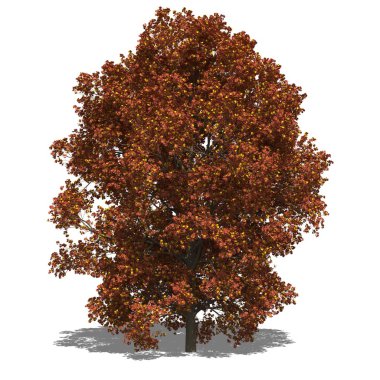 Acer saccharum (Sonbahar)