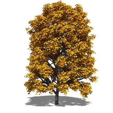 aesculus hippocastanum (Sonbahar)